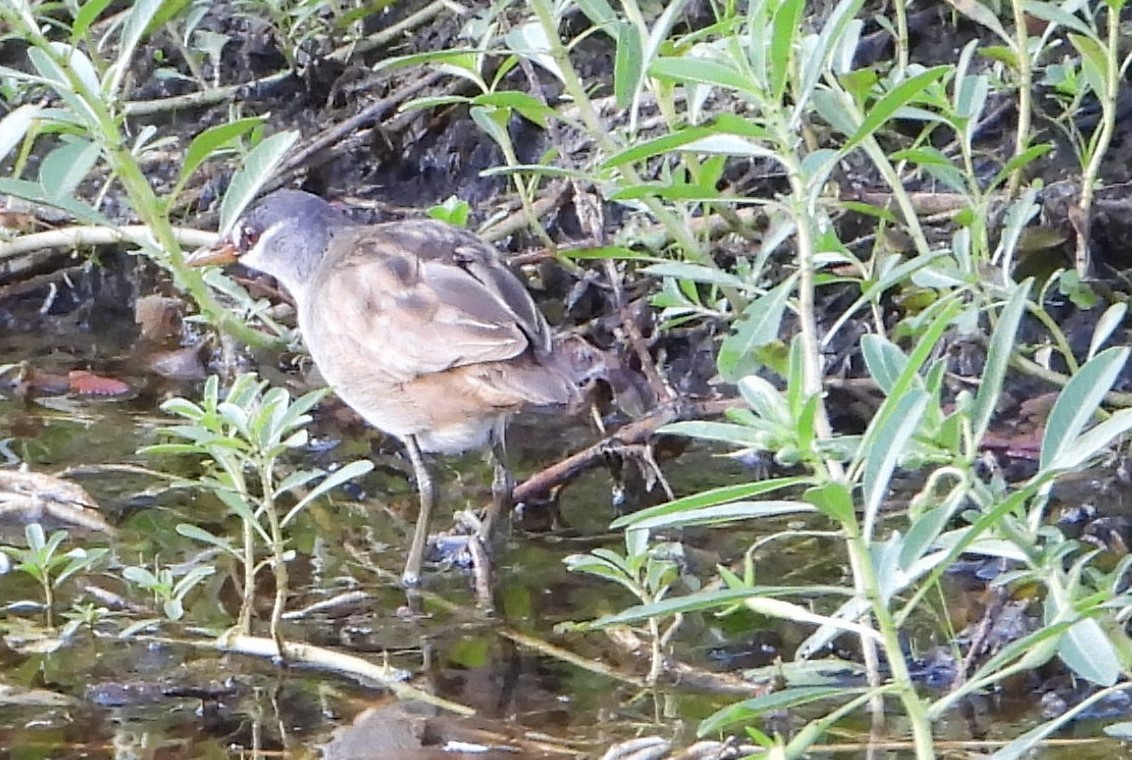 chřástal popelavý - ML644354545