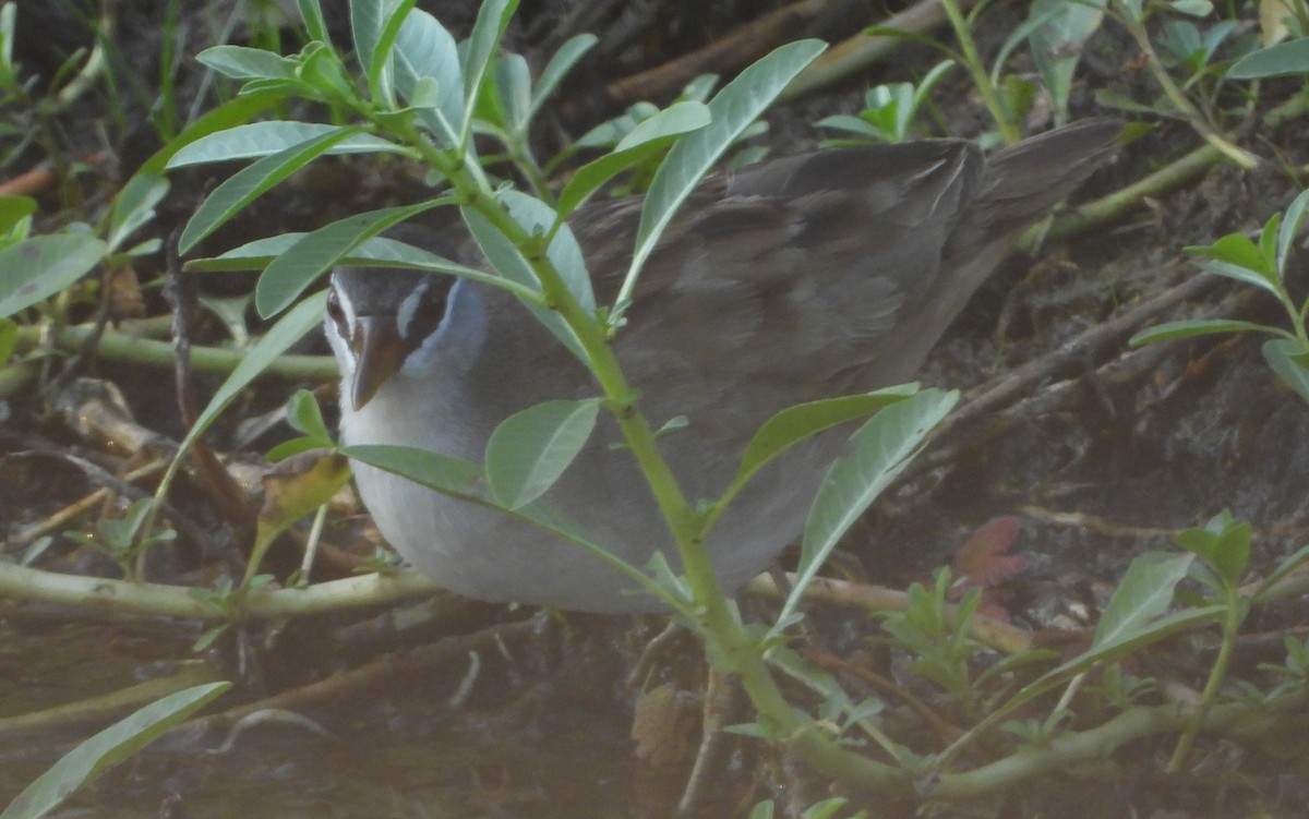 chřástal popelavý - ML644354546