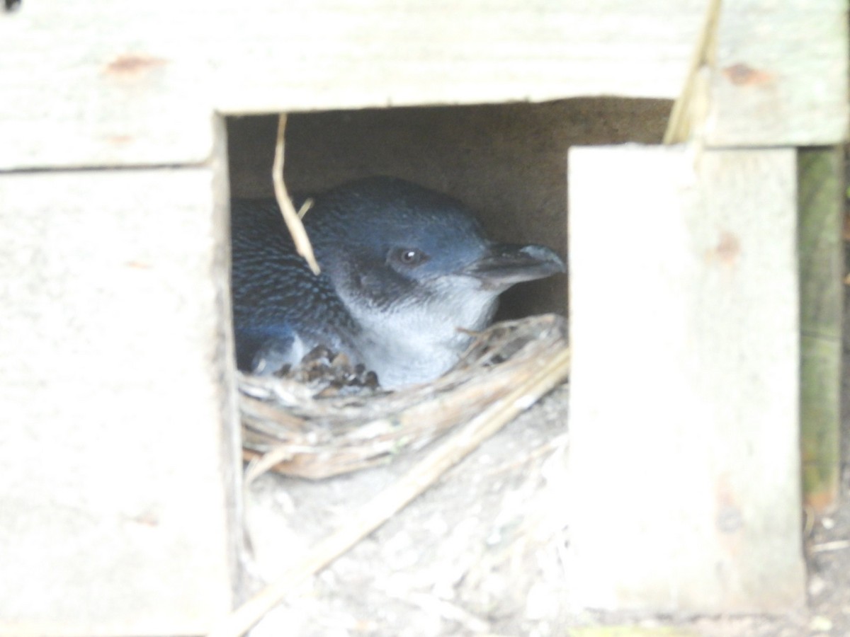 Little Penguin - ML644354554