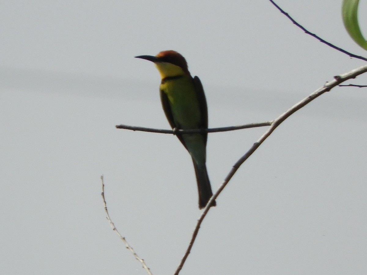 Chestnut-headed Bee-eater - ML644354565