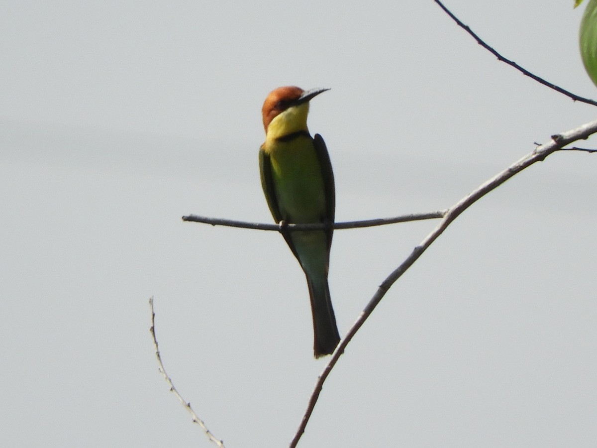 Chestnut-headed Bee-eater - ML644354566