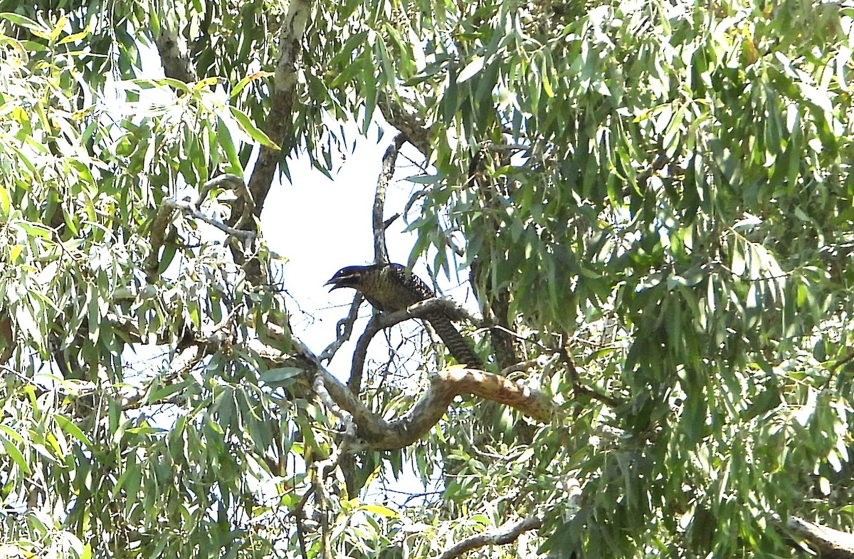 Pacific Koel - ML644354590