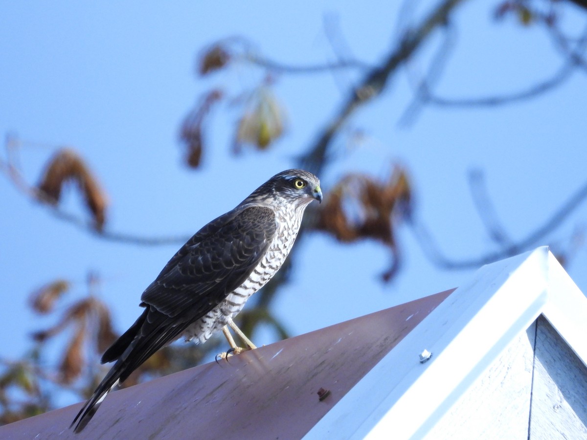 Eurasian Sparrowhawk - ML644354591