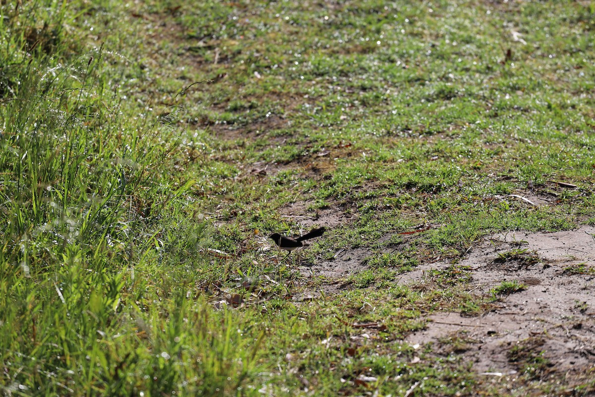 Willie-wagtail - ML644354598