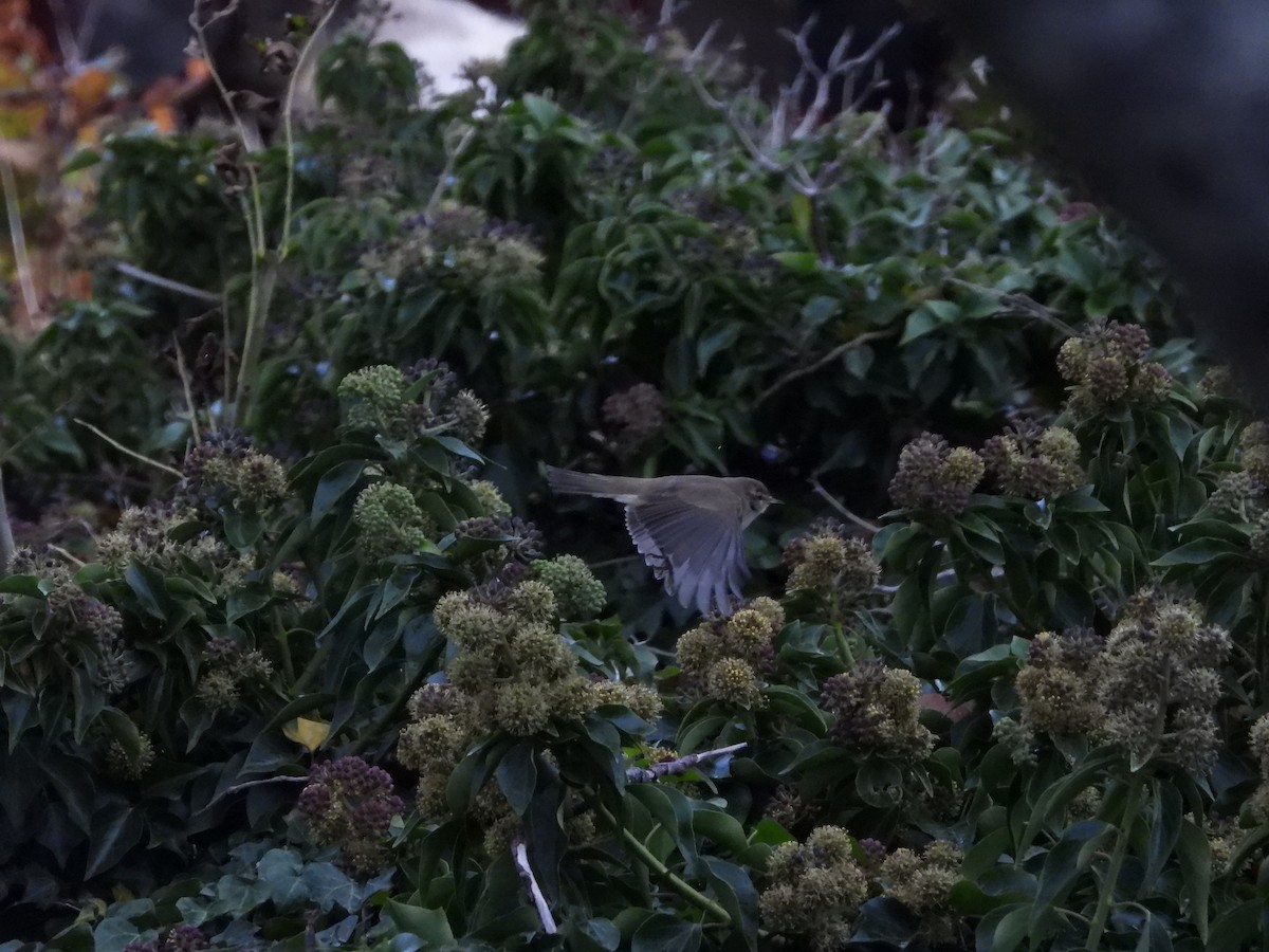 Common Chiffchaff - ML644354600