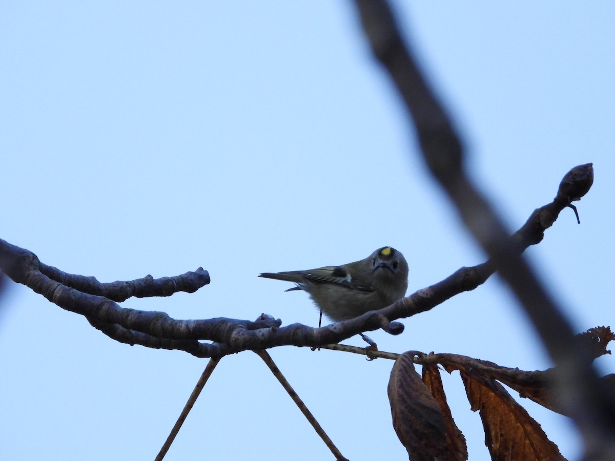 Goldcrest - ML644354616