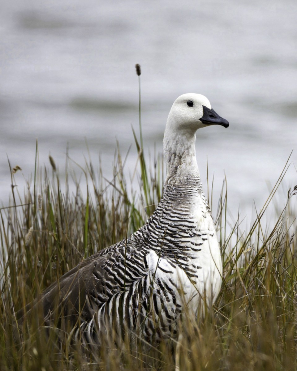 Upland Goose - ML644354619