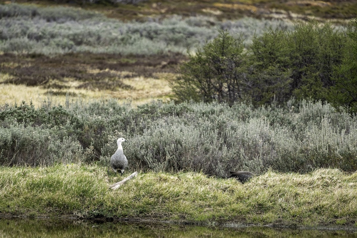 Upland Goose - ML644354620