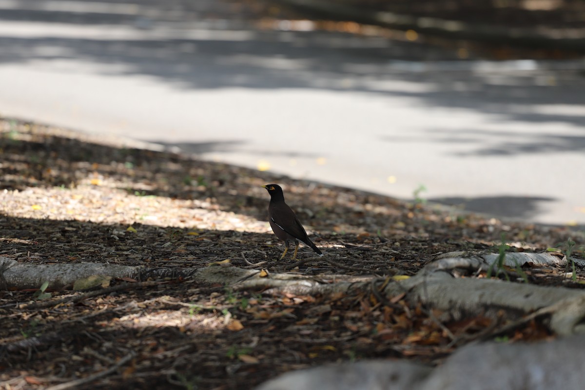 Common Myna - ML644354622