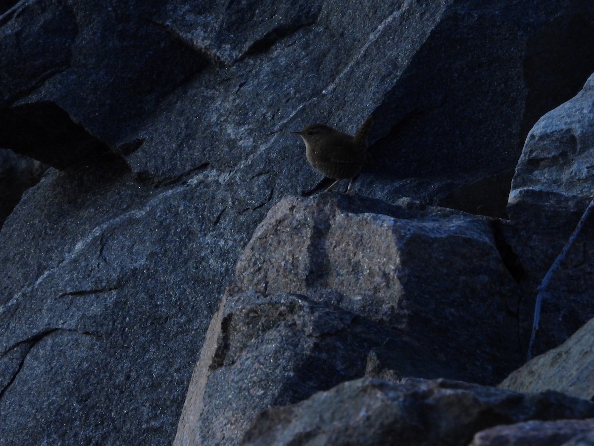 Eurasian Wren - ML644354626