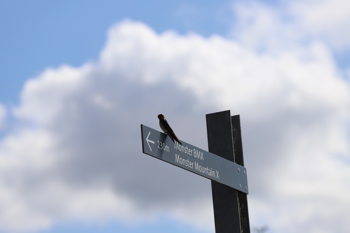 Welcome Swallow - ML644354630