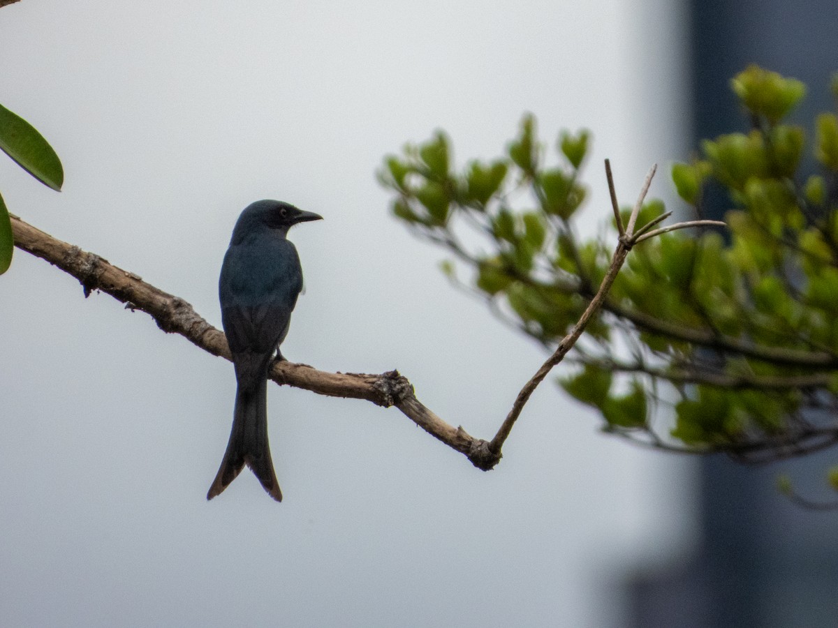 Ashy Drongo (Sooty) - ML644354632