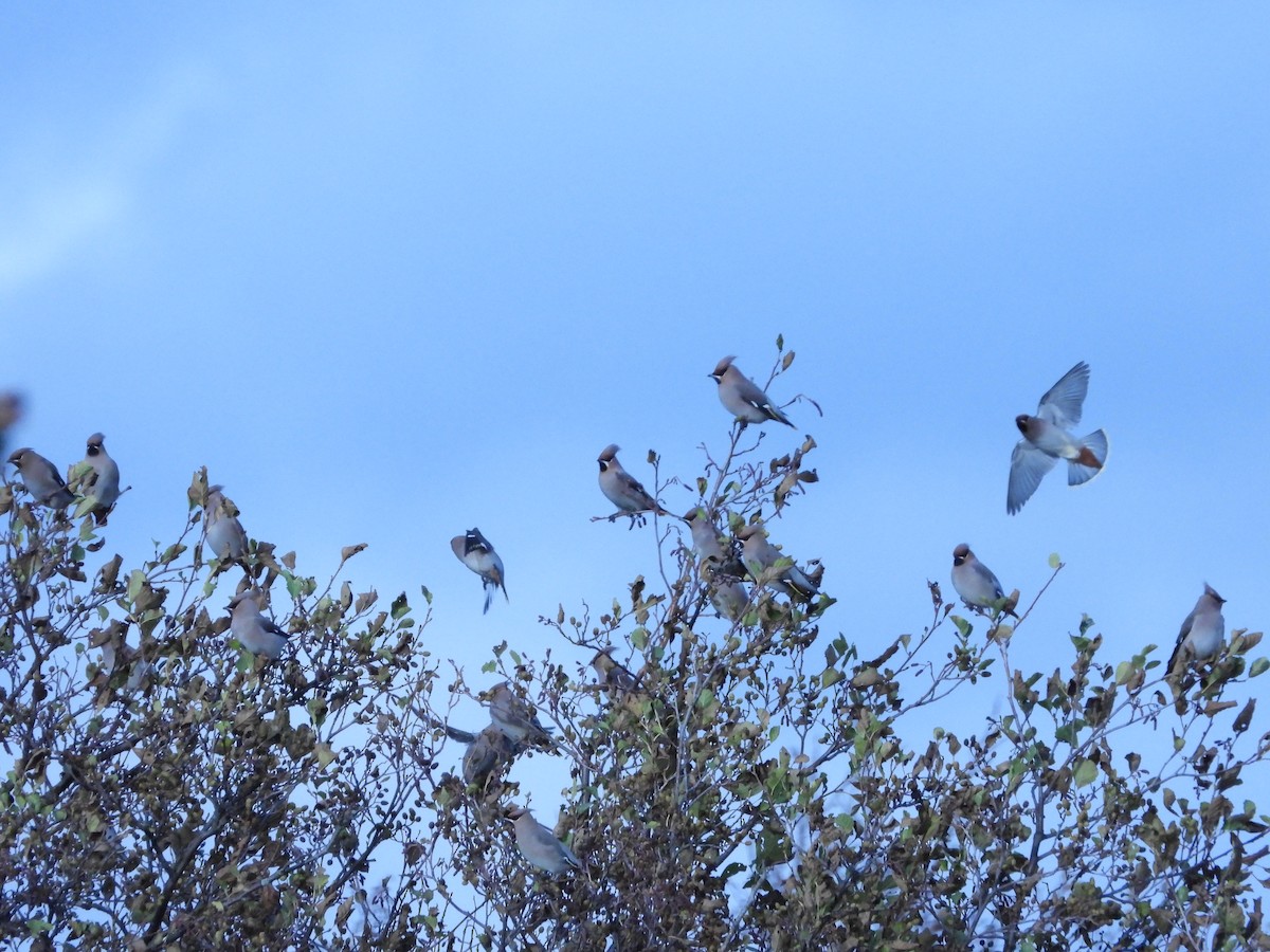 Buztanori boreala - ML644354637