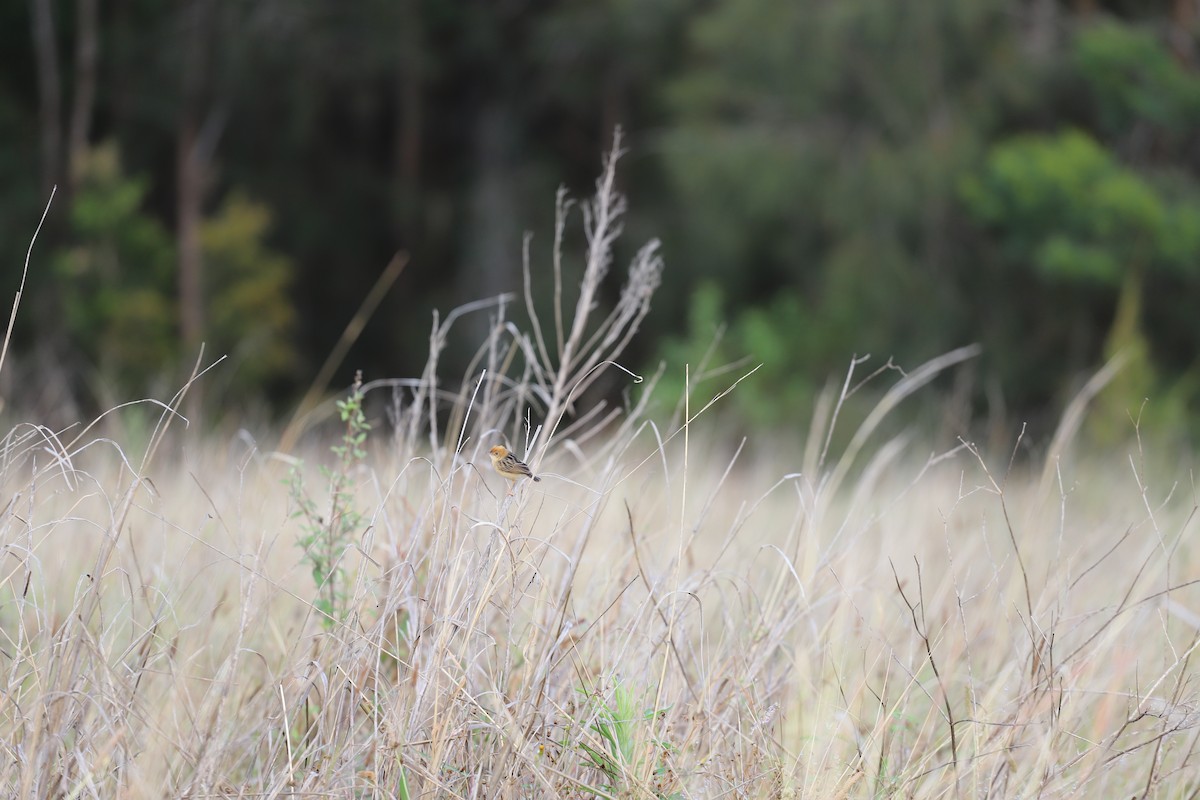 Golden-headed Cisticola - ML644354656