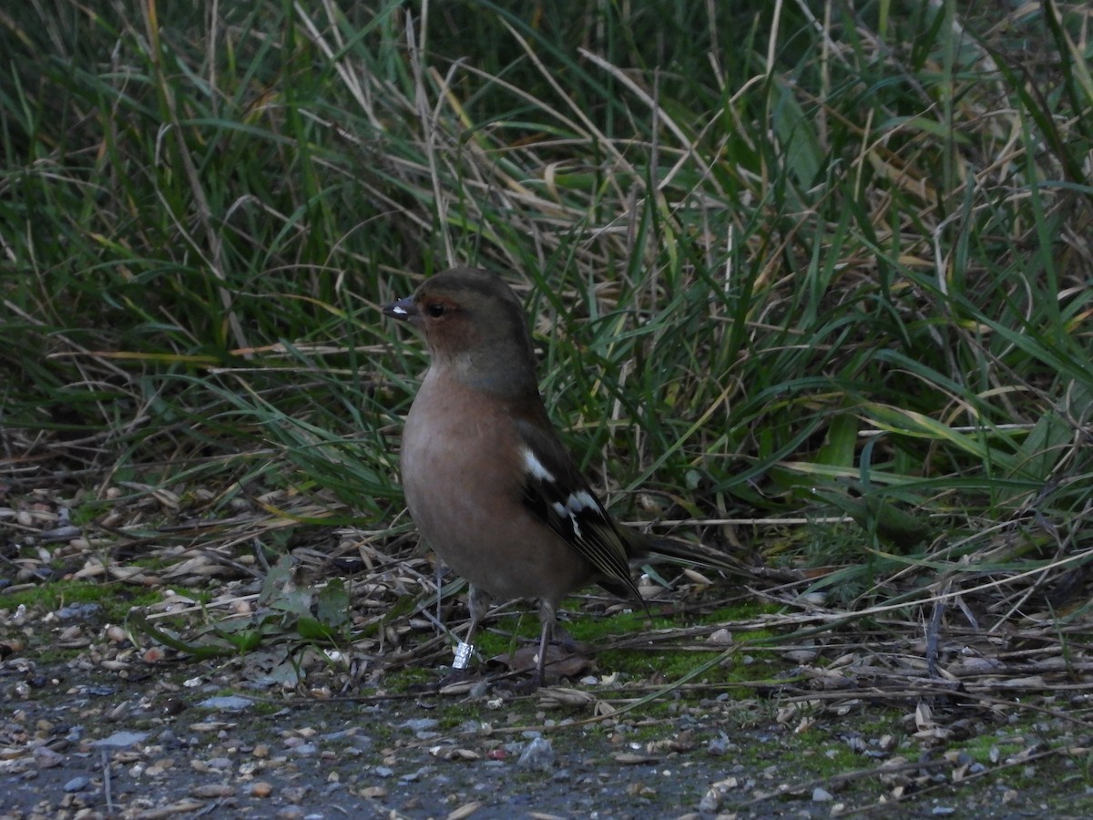 Common Chaffinch - ML644354659