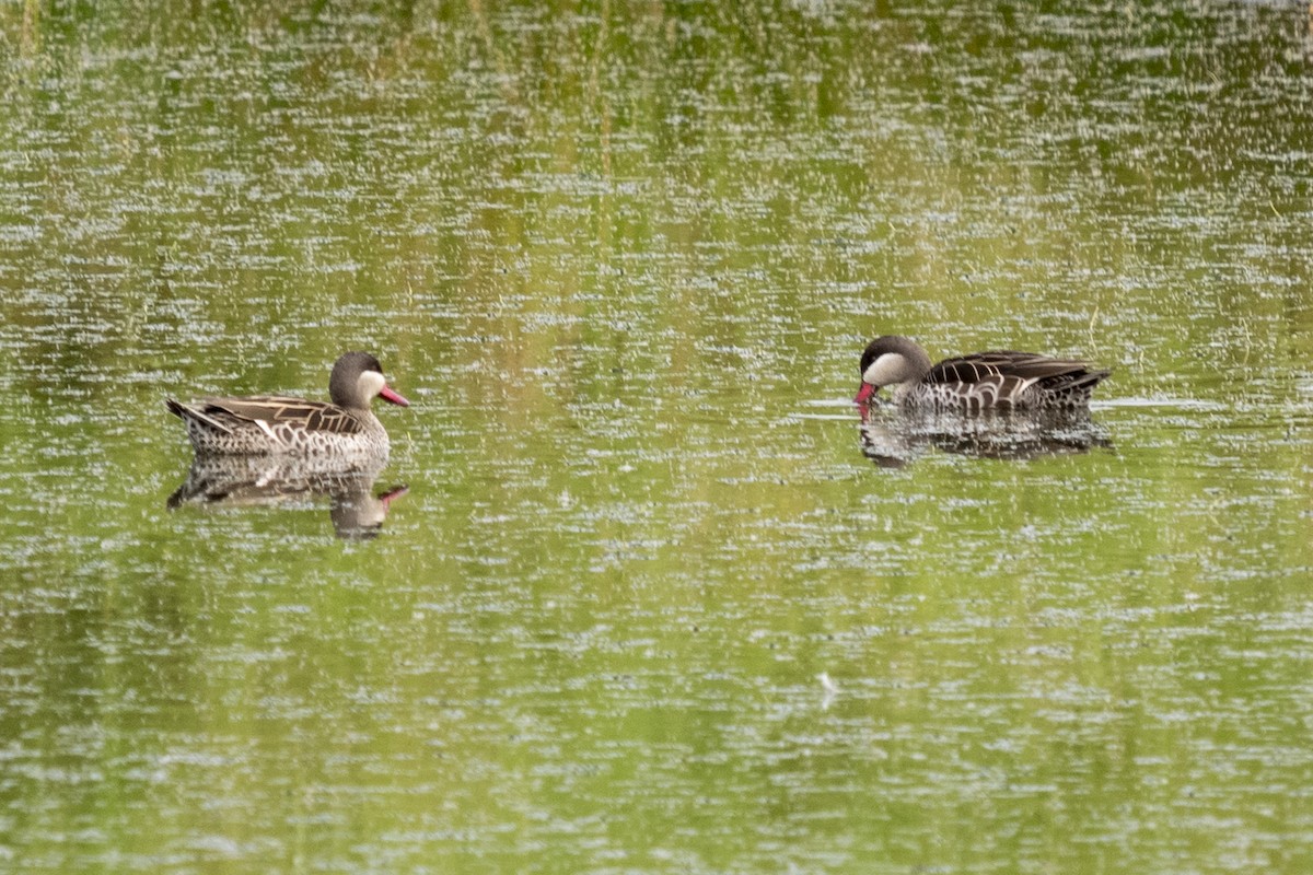 Red-billed Duck - ML644354662