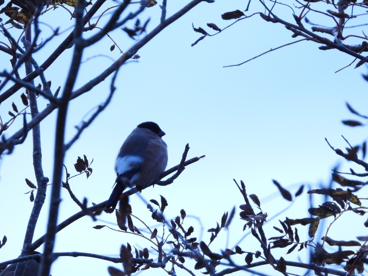 Eurasian Bullfinch - ML644354663