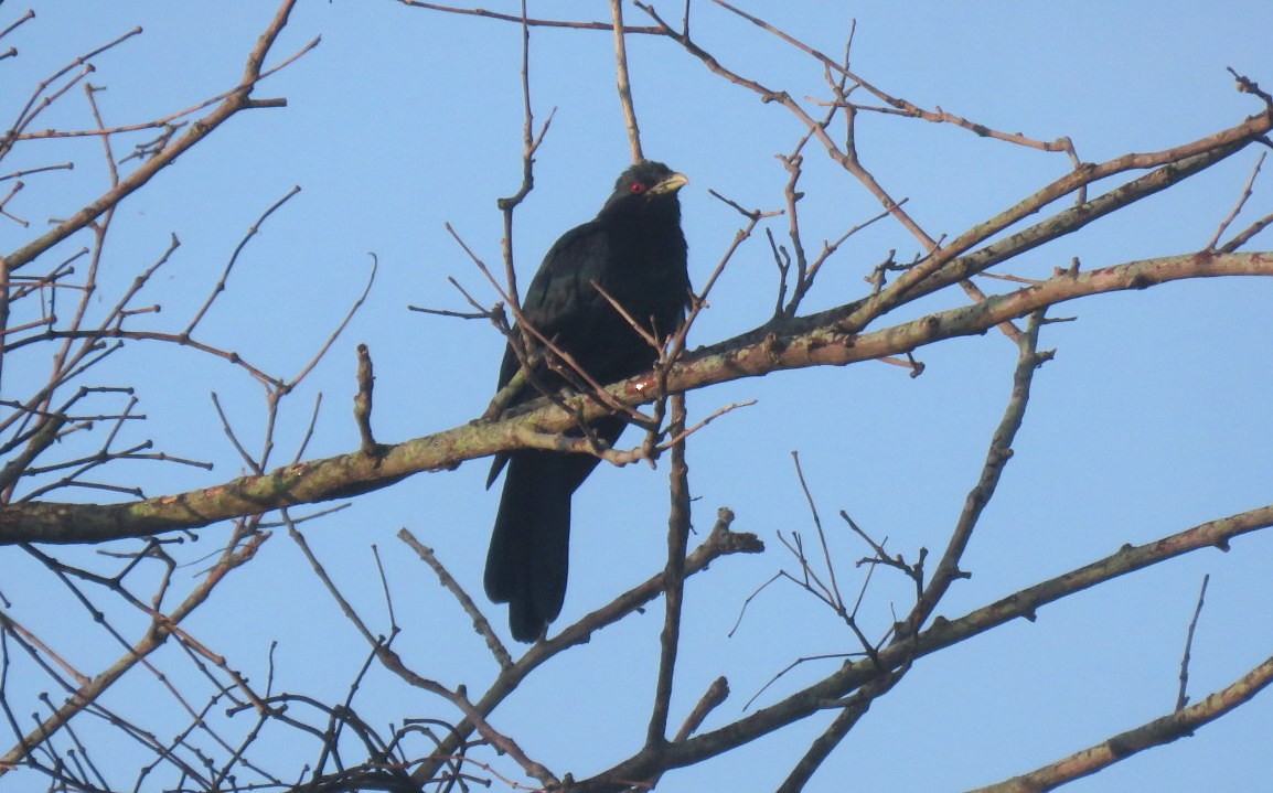 Asian Koel - ML644354665