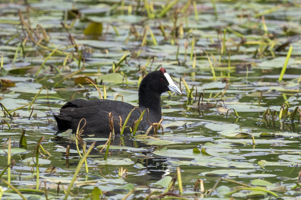 Red-knobbed Coot - ML644354671