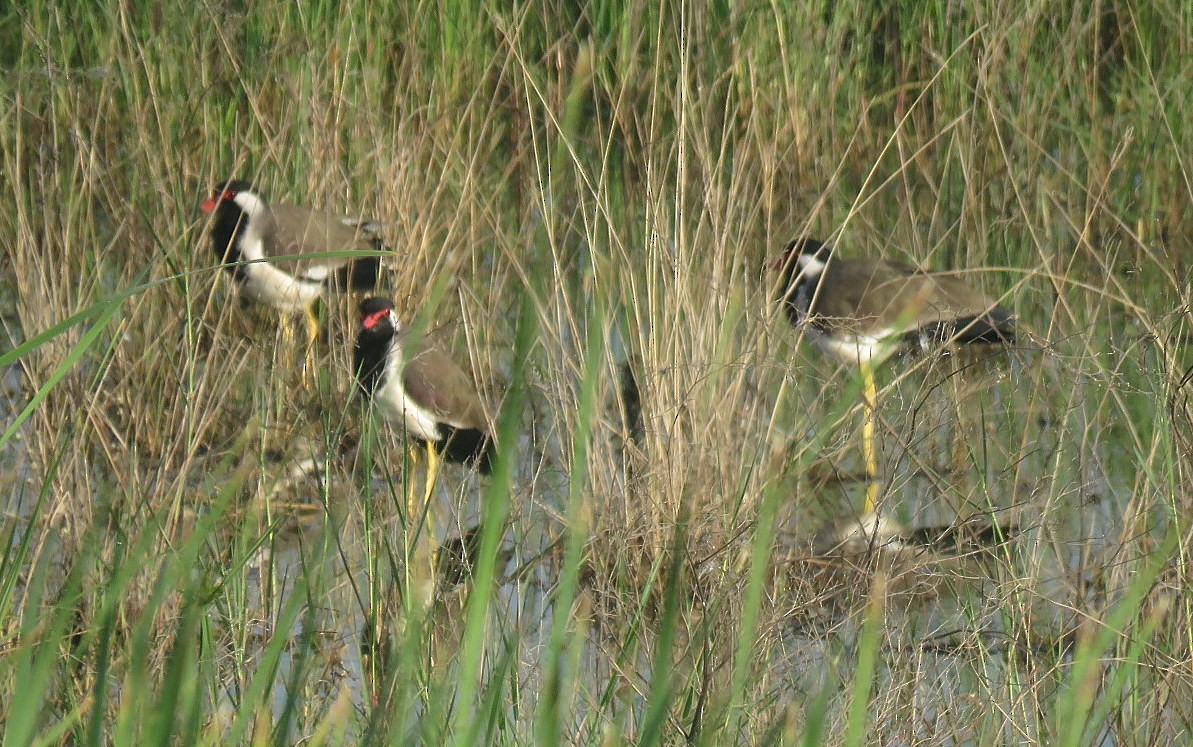 čejka černoprsá - ML644354672