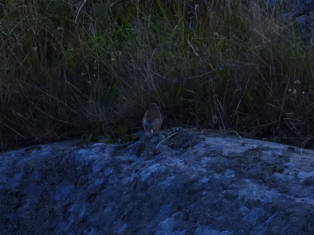 Eurasian Linnet - ML644354674