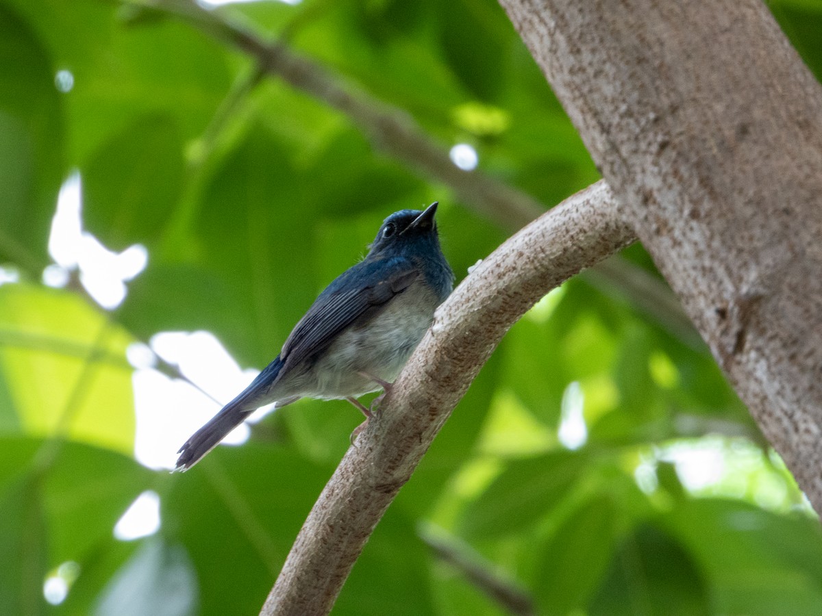 Hainan Blue Flycatcher - ML644354675