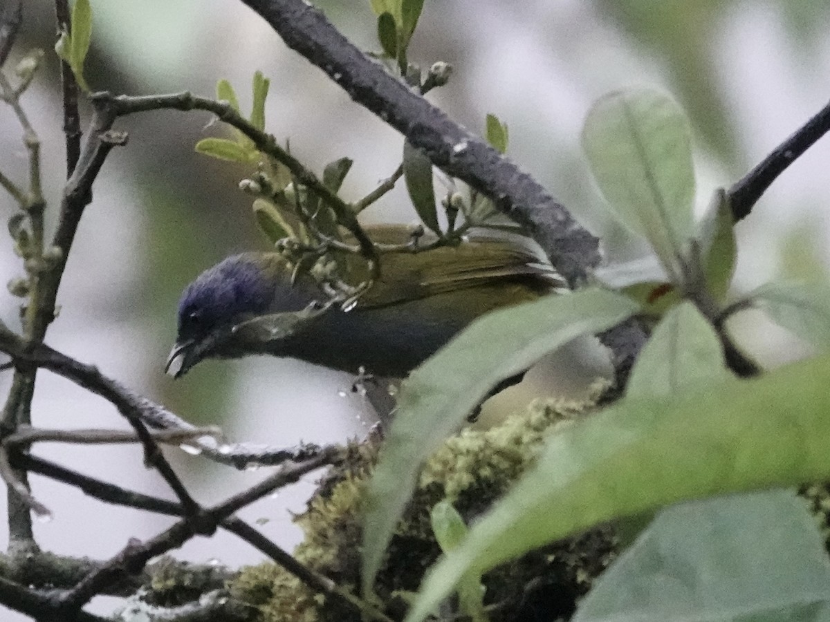 Blue-capped Tanager - ML644354679