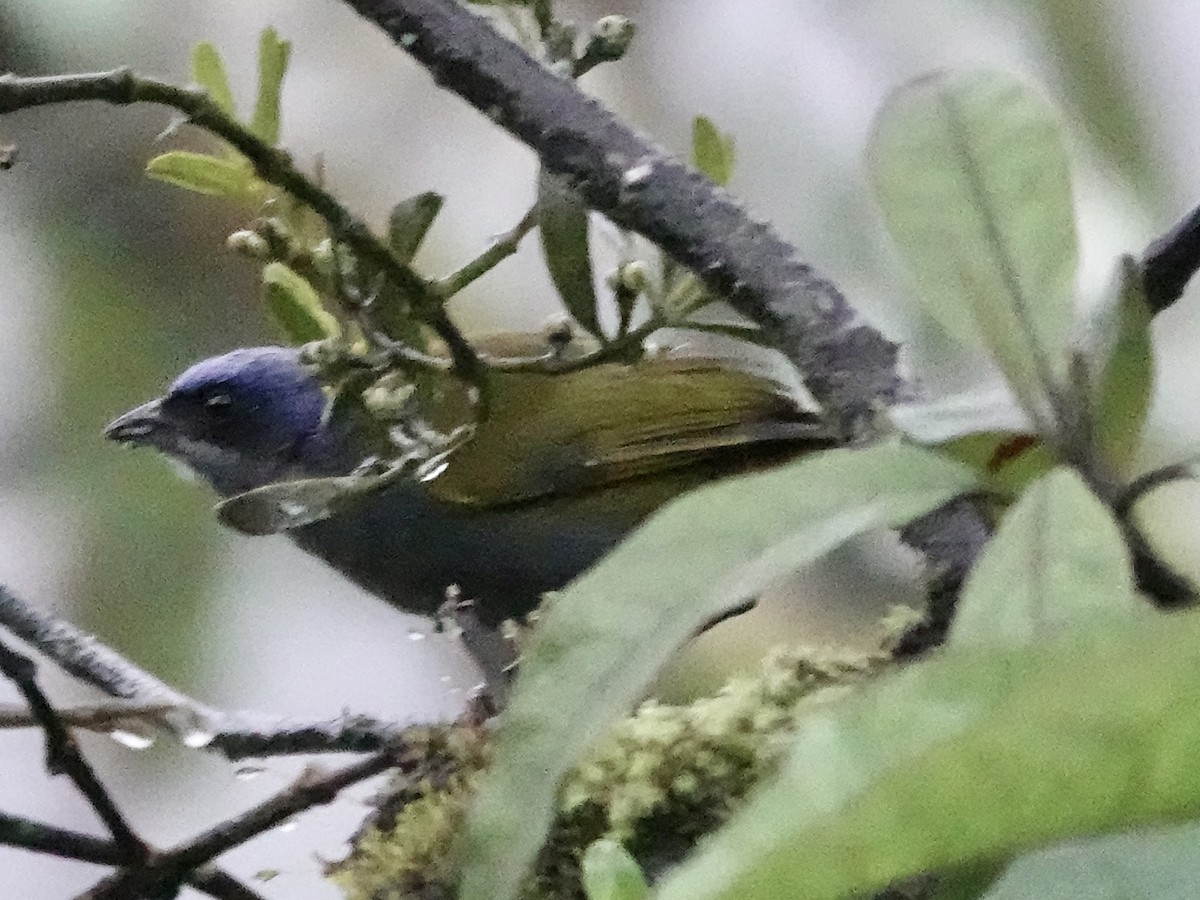 Blue-capped Tanager - ML644354680