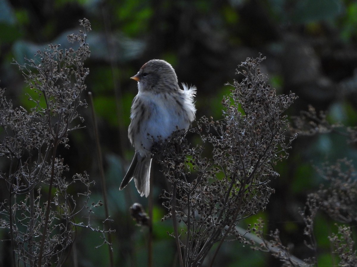 Redpoll - ML644354683