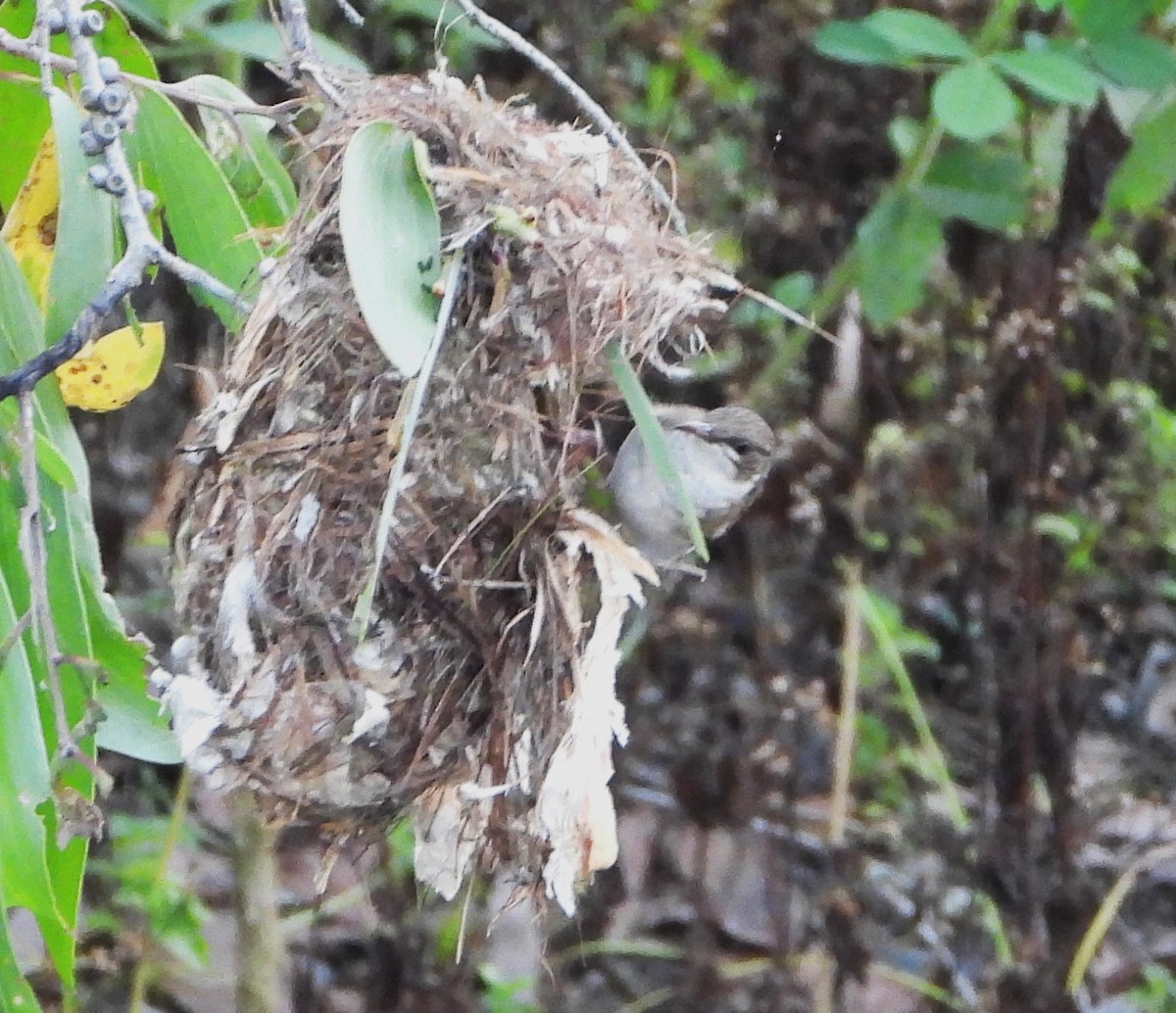 Brown-backed Honeyeater - ML644354685