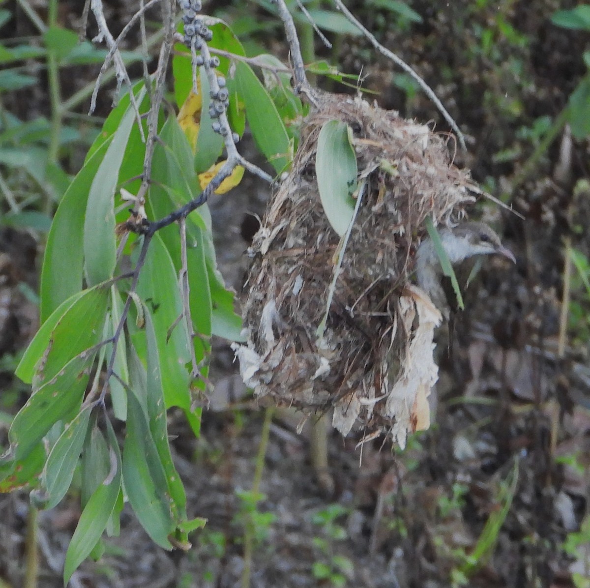 Brown-backed Honeyeater - ML644354686