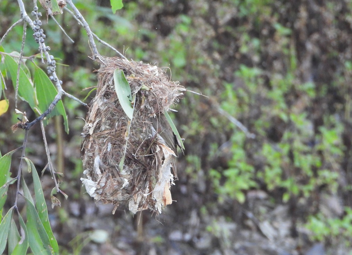 Brown-backed Honeyeater - ML644354687