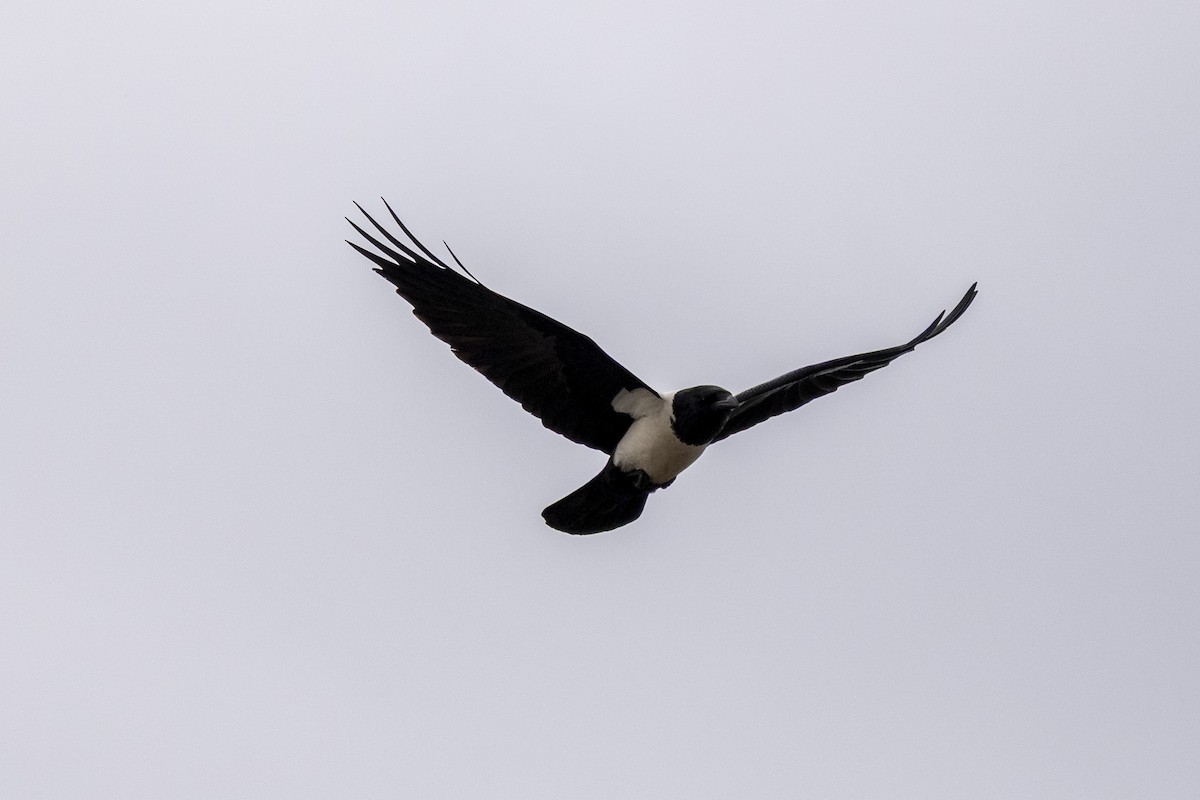 vrána černobílá - ML644354690