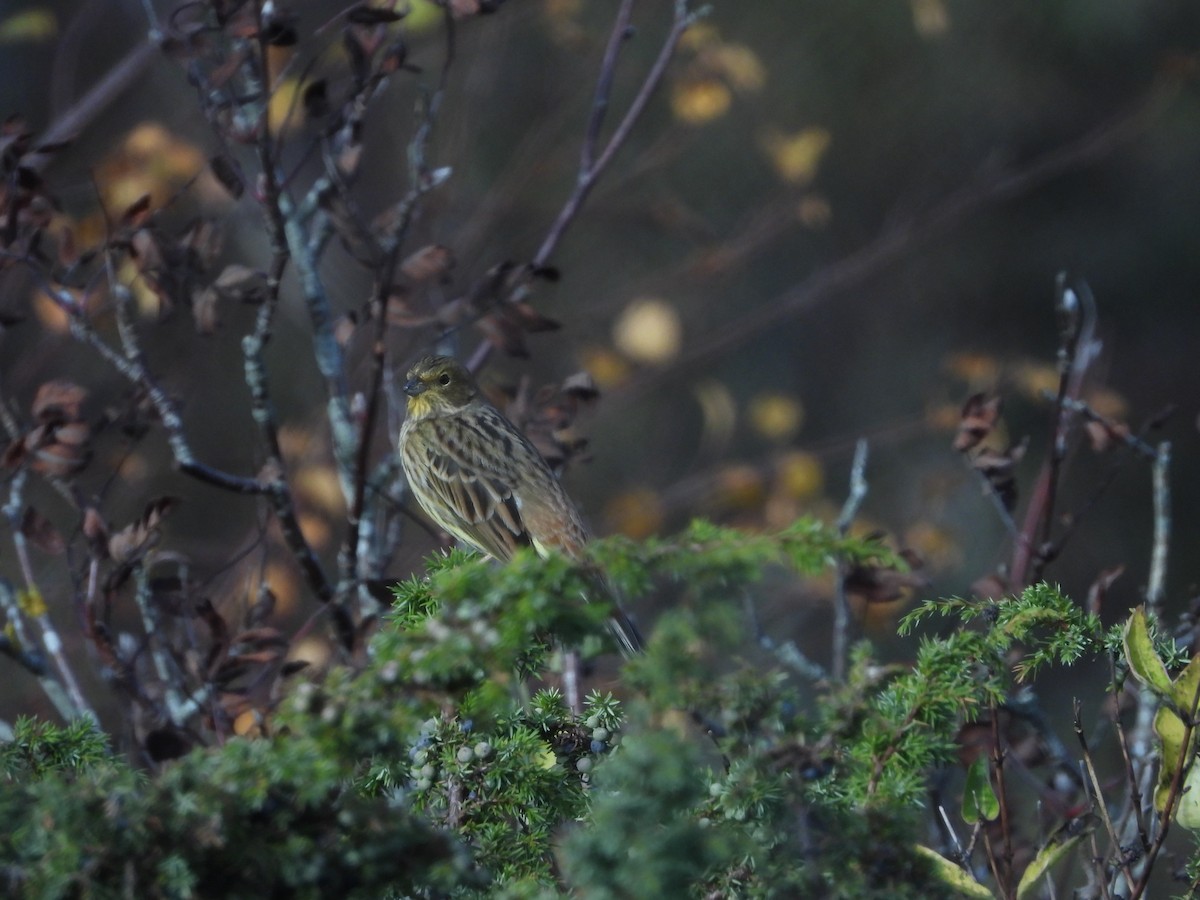 Yellowhammer - ML644354693