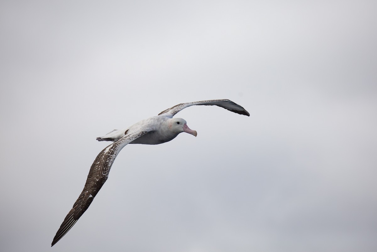 Antipodenalbatros (gibsoni) - ML644354699
