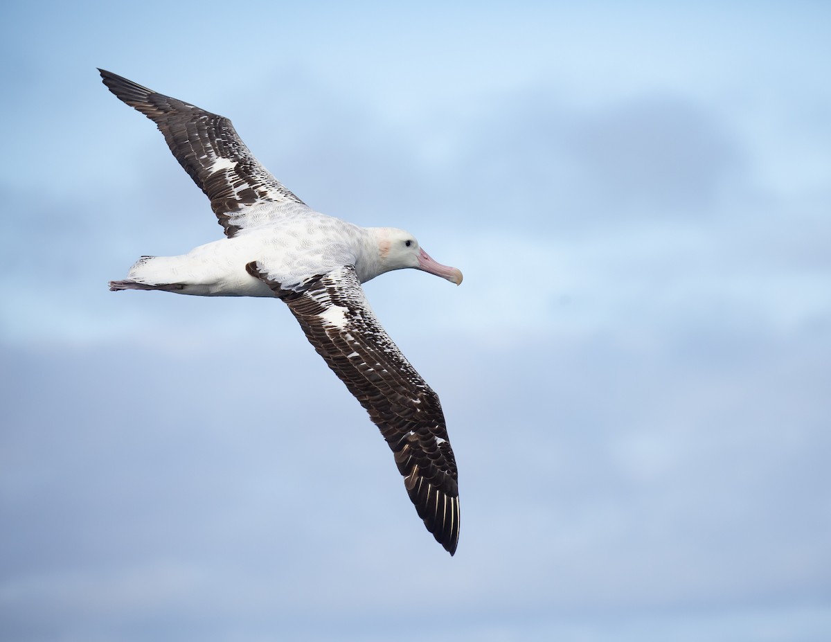 Antipodenalbatros (gibsoni) - ML644354700
