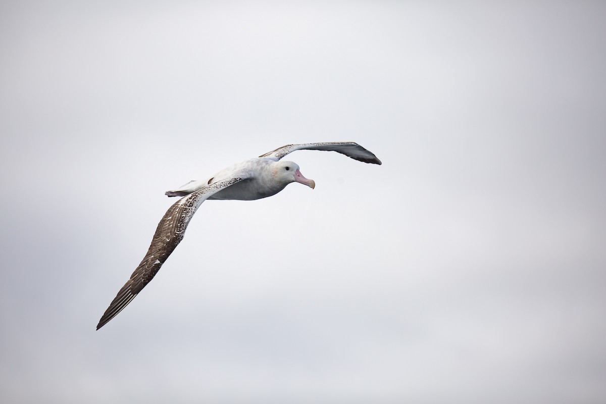 Antipodenalbatros (gibsoni) - ML644354701