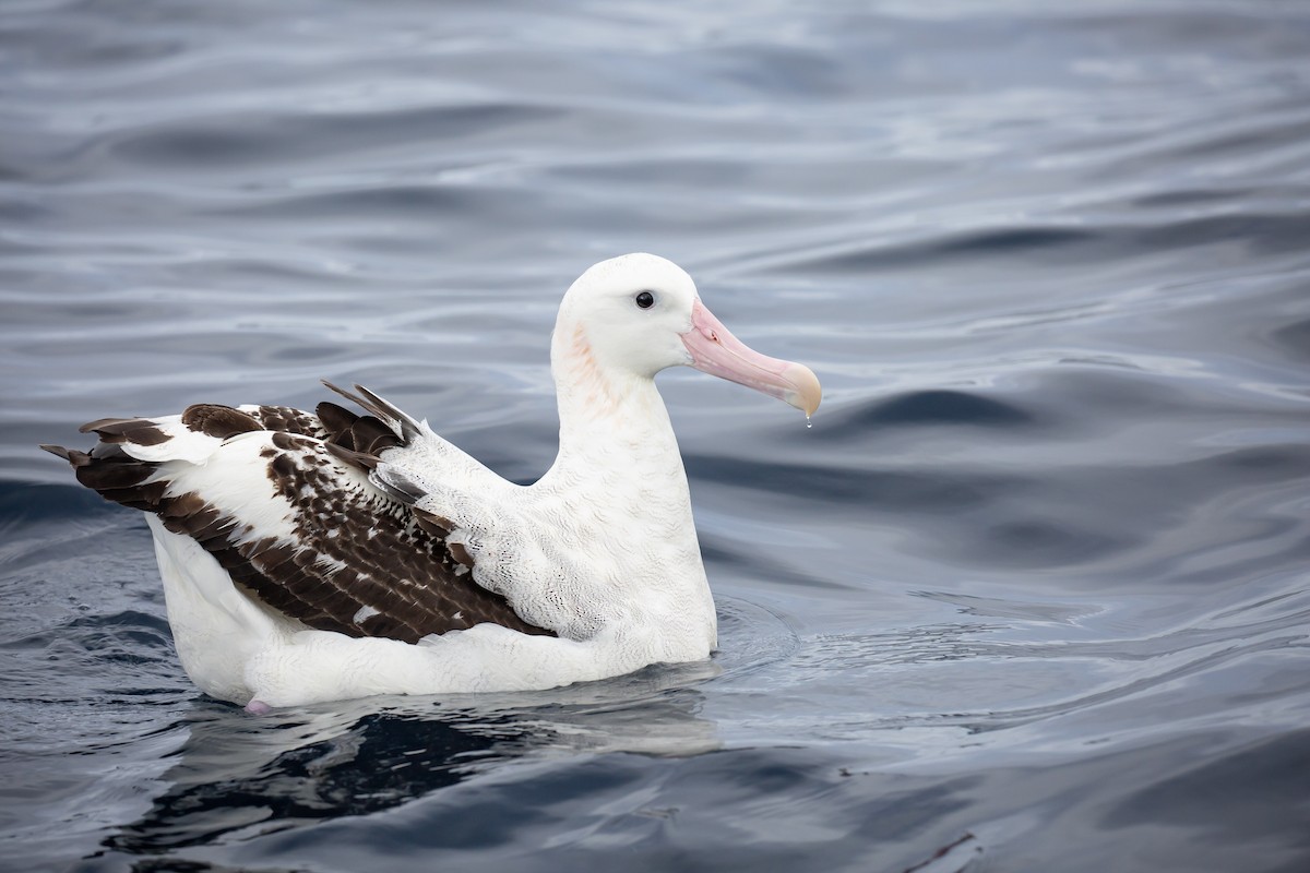 Antipodenalbatros (gibsoni) - ML644354702