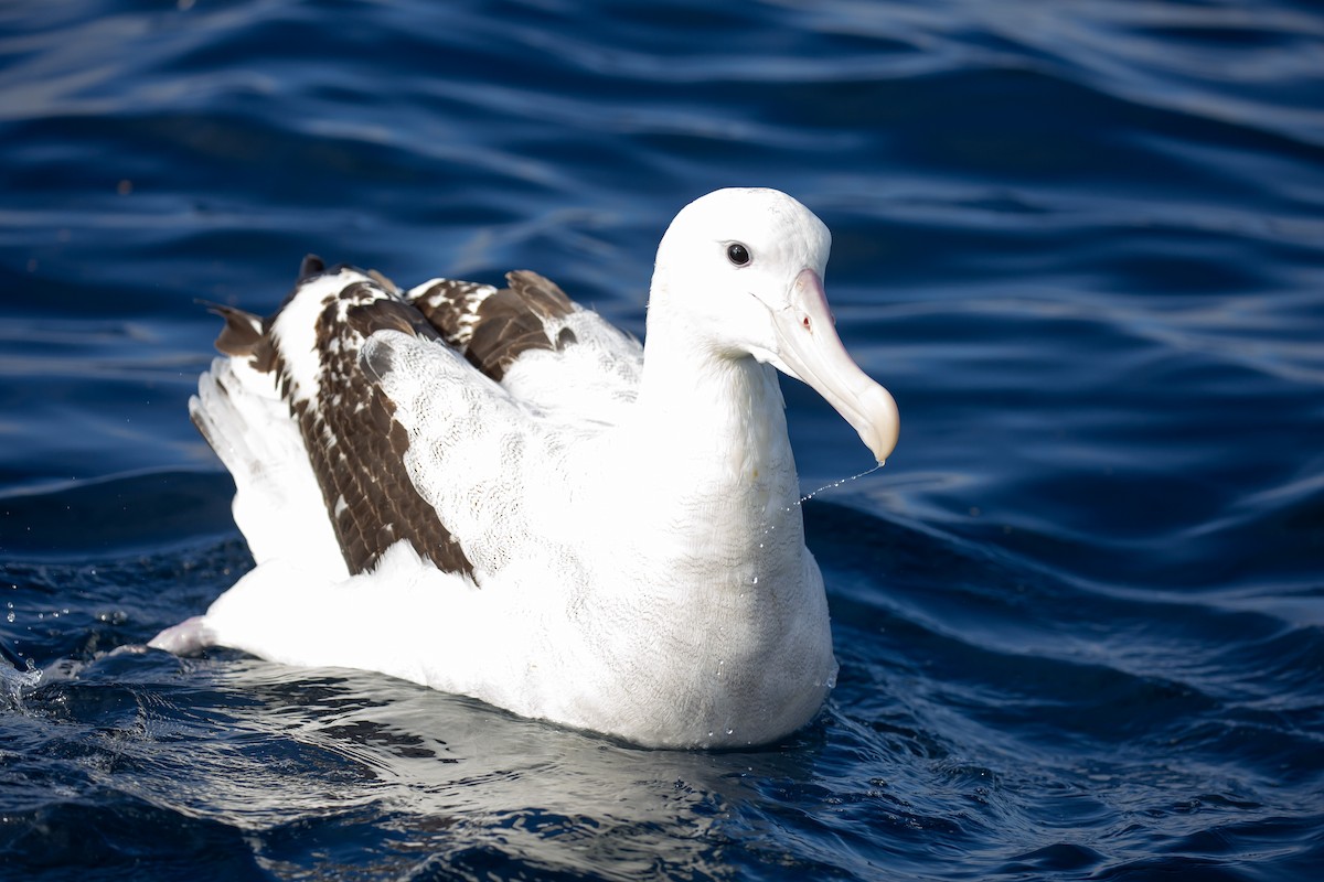 Antipodenalbatros (gibsoni) - ML644354703