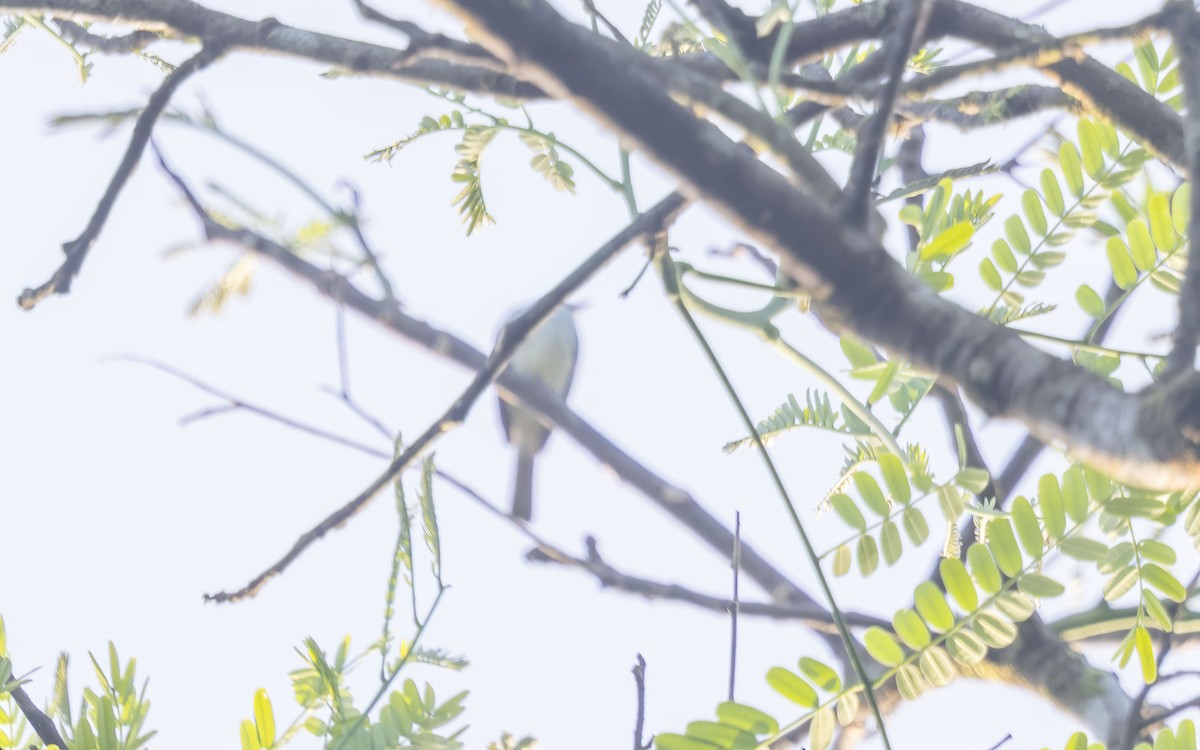 Choco Elaenia - ML644354704