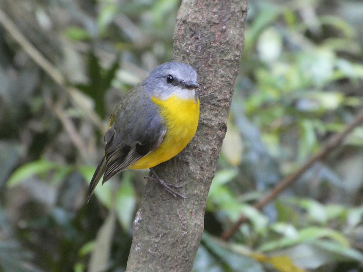 Doğulu Sarı Bülbül - ML644354733