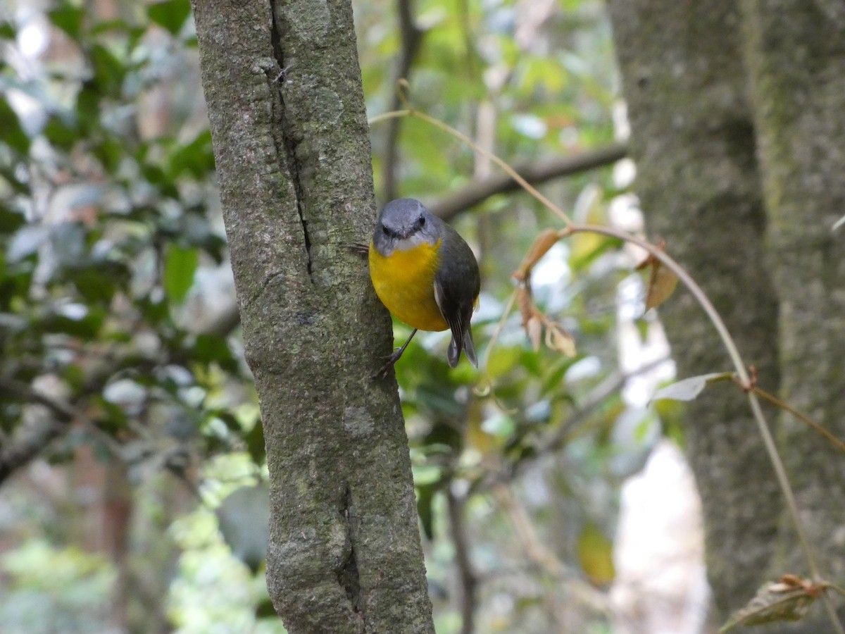 Doğulu Sarı Bülbül - ML644354734