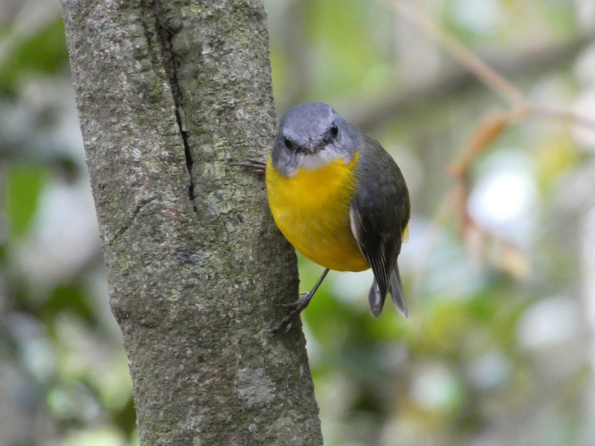 Doğulu Sarı Bülbül - ML644354735