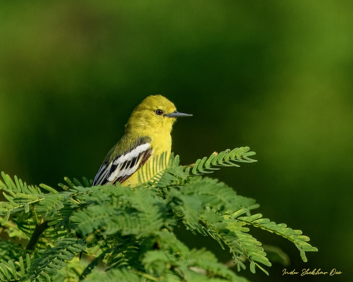 ヒメコノハドリ／ズグロヒメコノハドリ - ML644354748