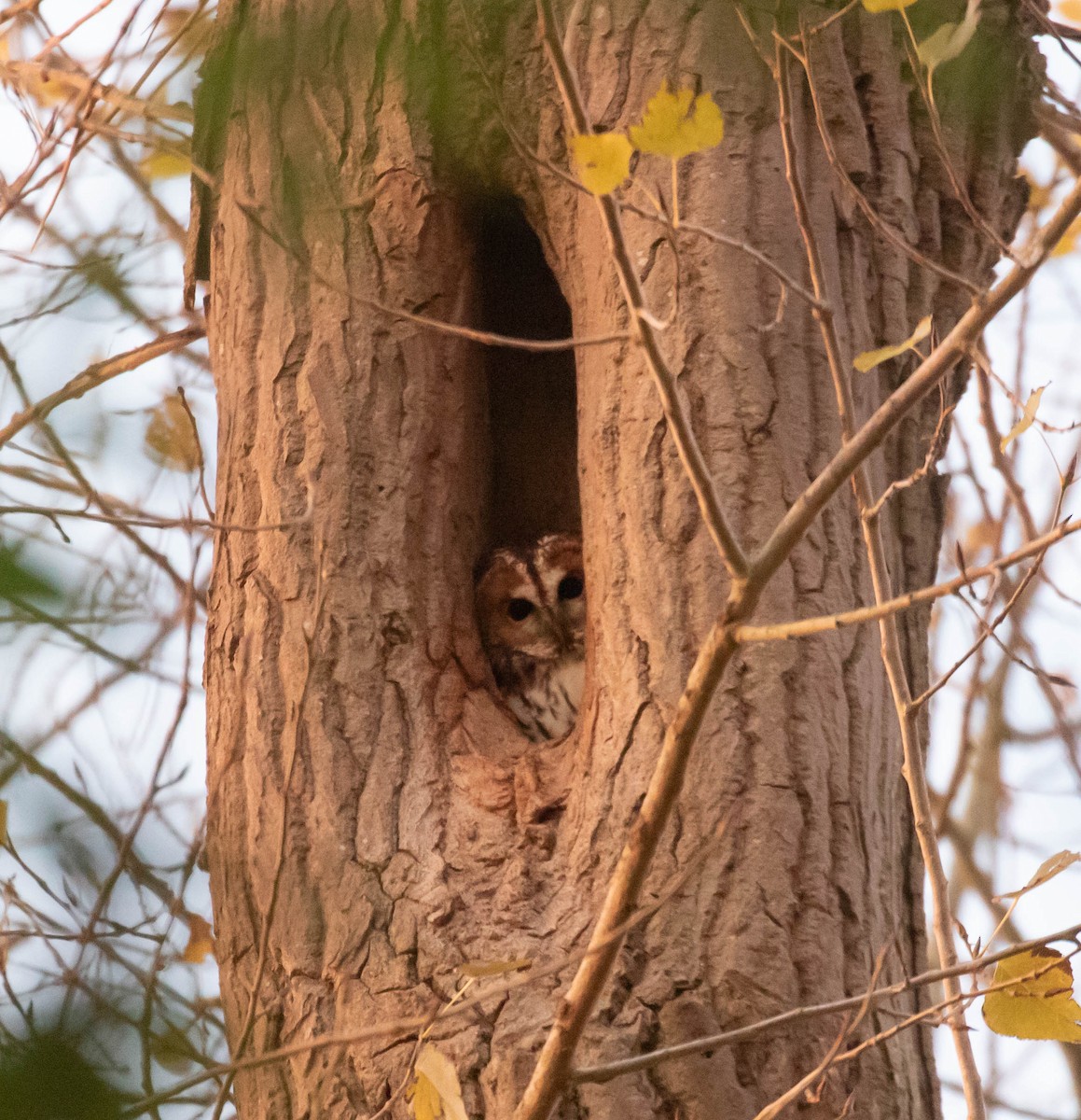 Urubi arrunta - ML644354749