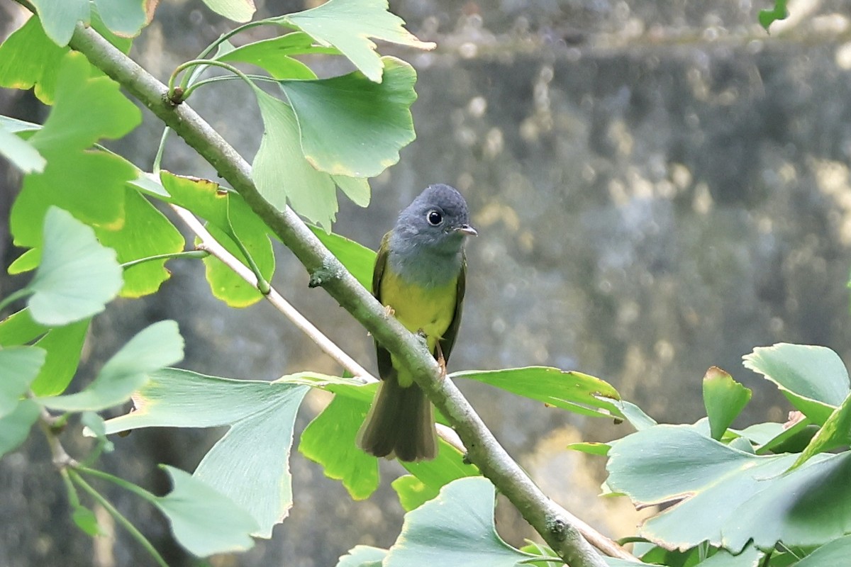 Gray-headed Canary-Flycatcher - ML644354750