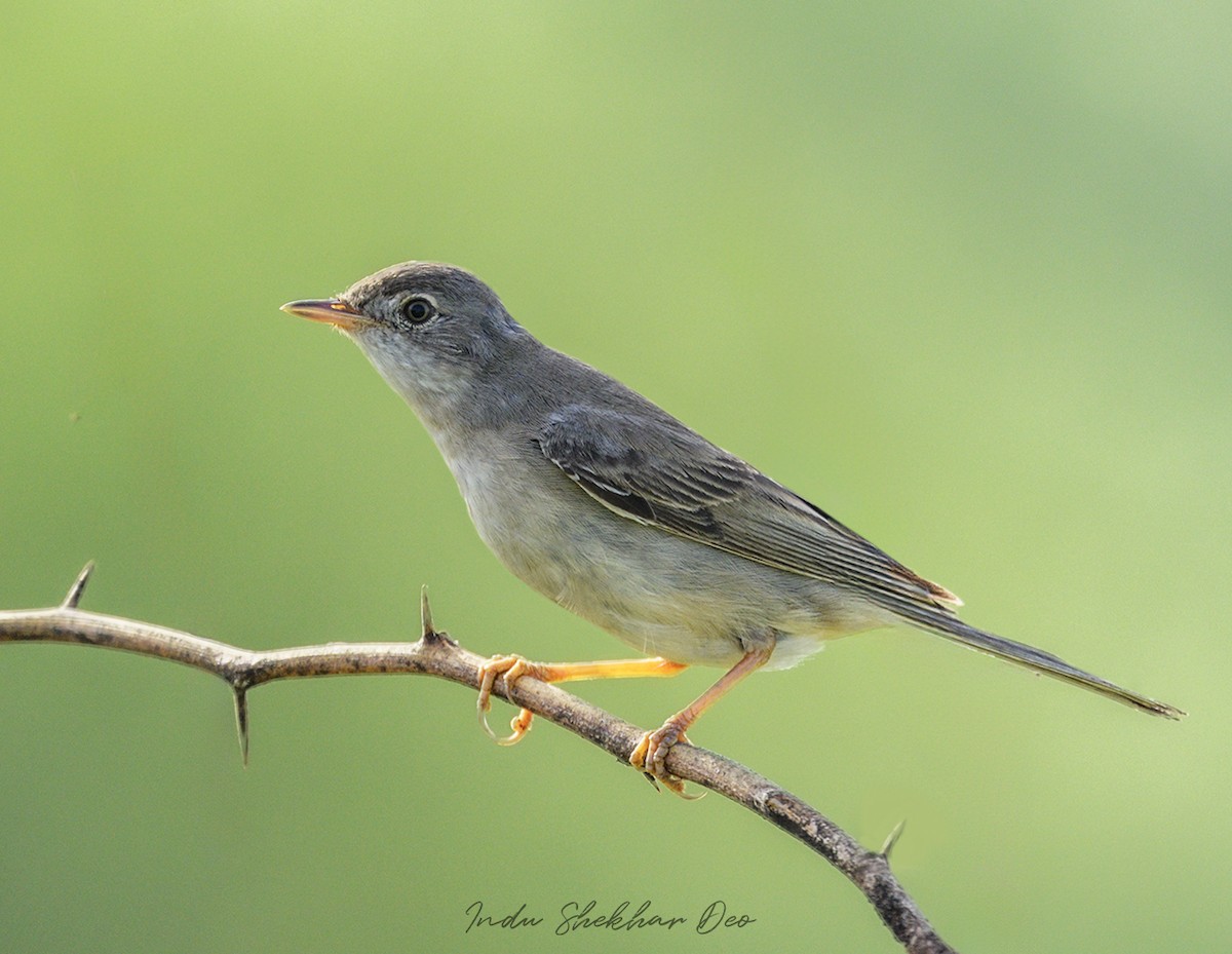 ノドジロムシクイ - ML644354751