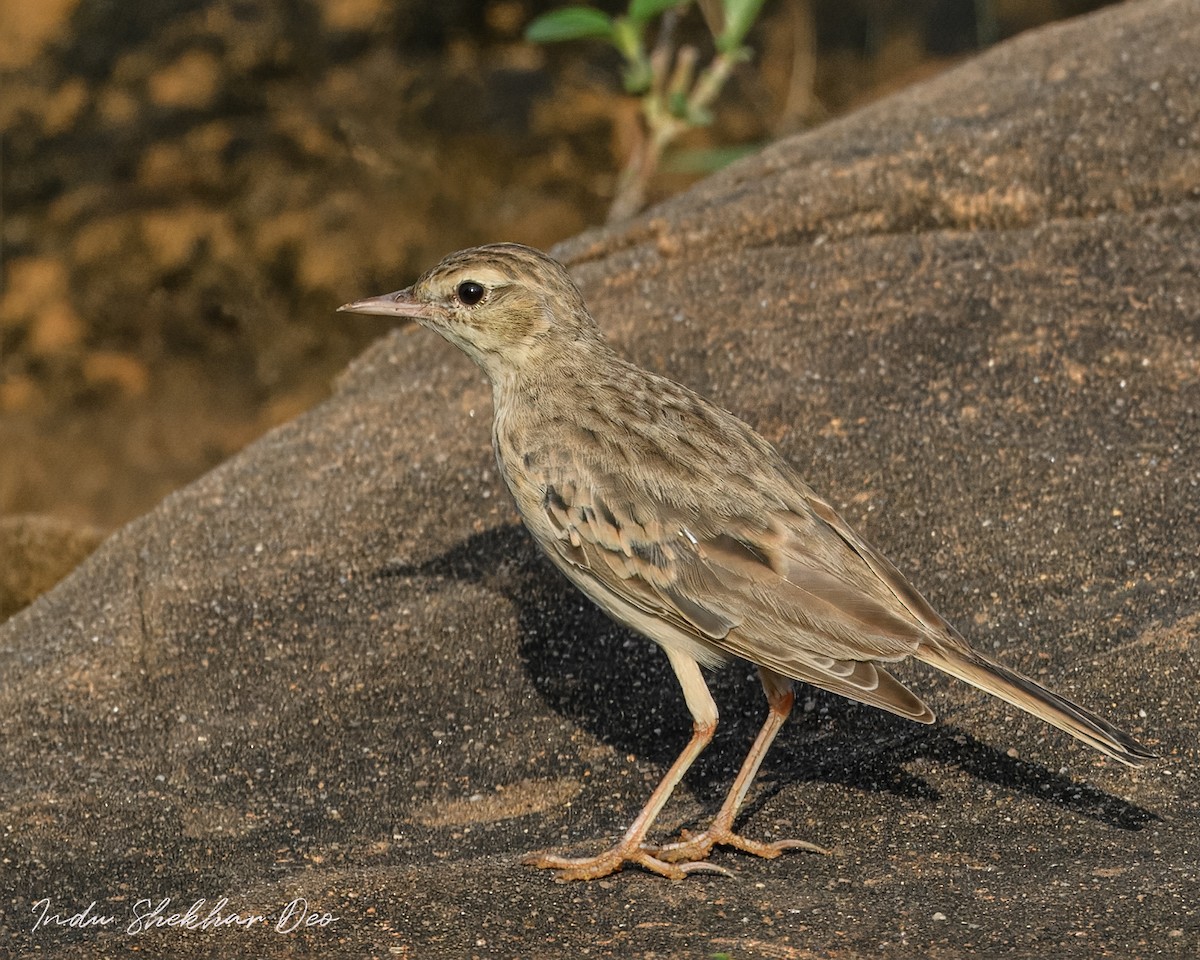 ムジタヒバリ - ML644354752