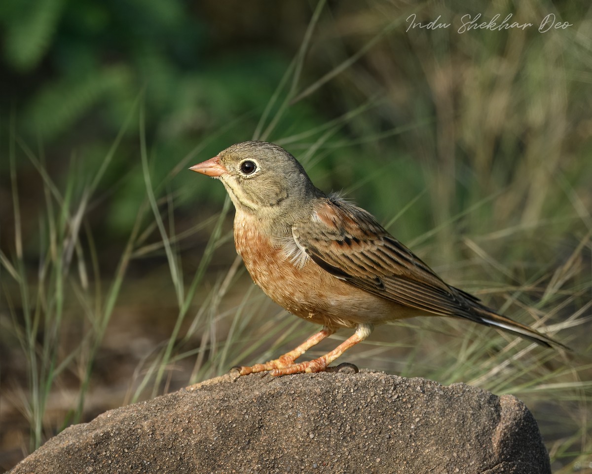 イワバホオジロ - ML644354757