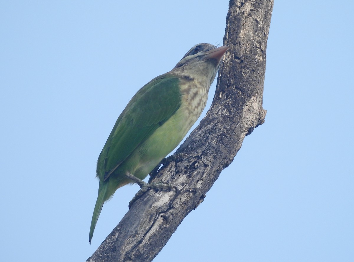 White-cheeked Barbet - ML644354759